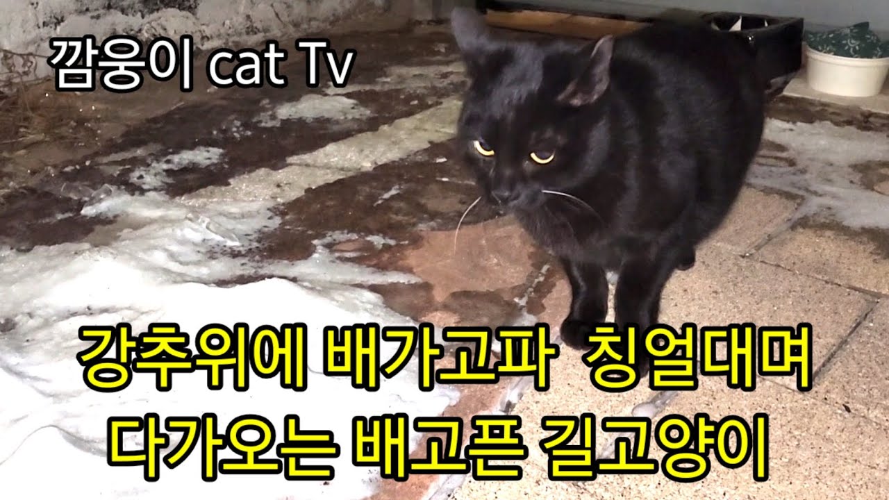 강추위에 다리 위에서 하염없이 기다리고 또 기다리는 길고양이 