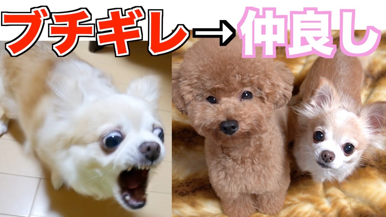 先住犬が子犬を受け入れるまでの記録【感動】