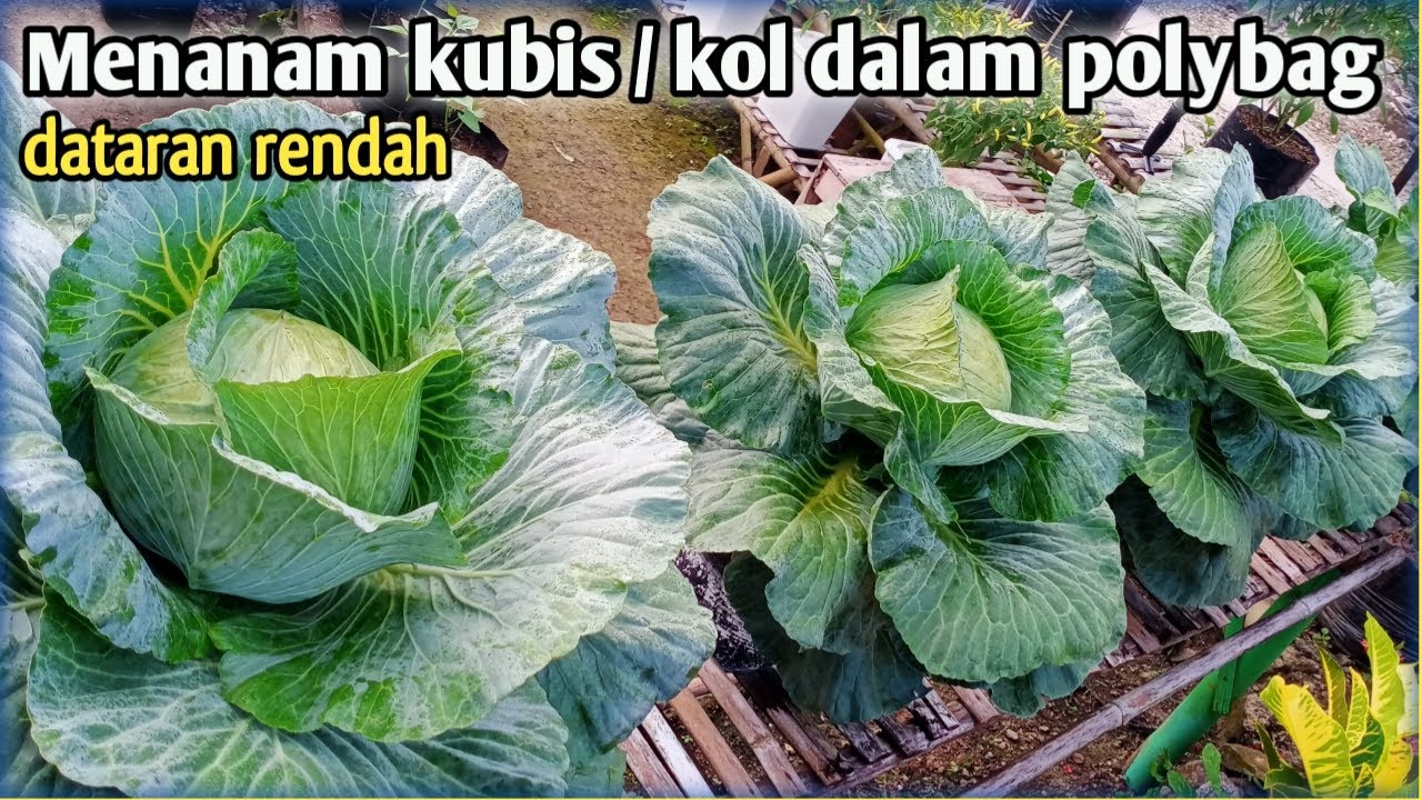 Menanam kubis dalam polybag di dataran rendah