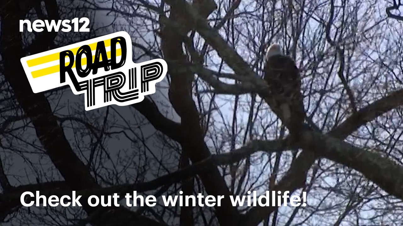 View eagles and more wildlife in a Connecticut River cruise + MORE Road Trip fun | News 12