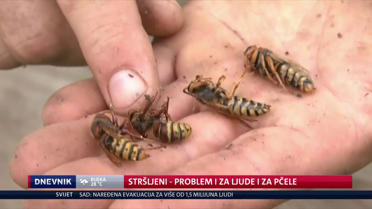 Stršljeni - problem za ljude i pčele