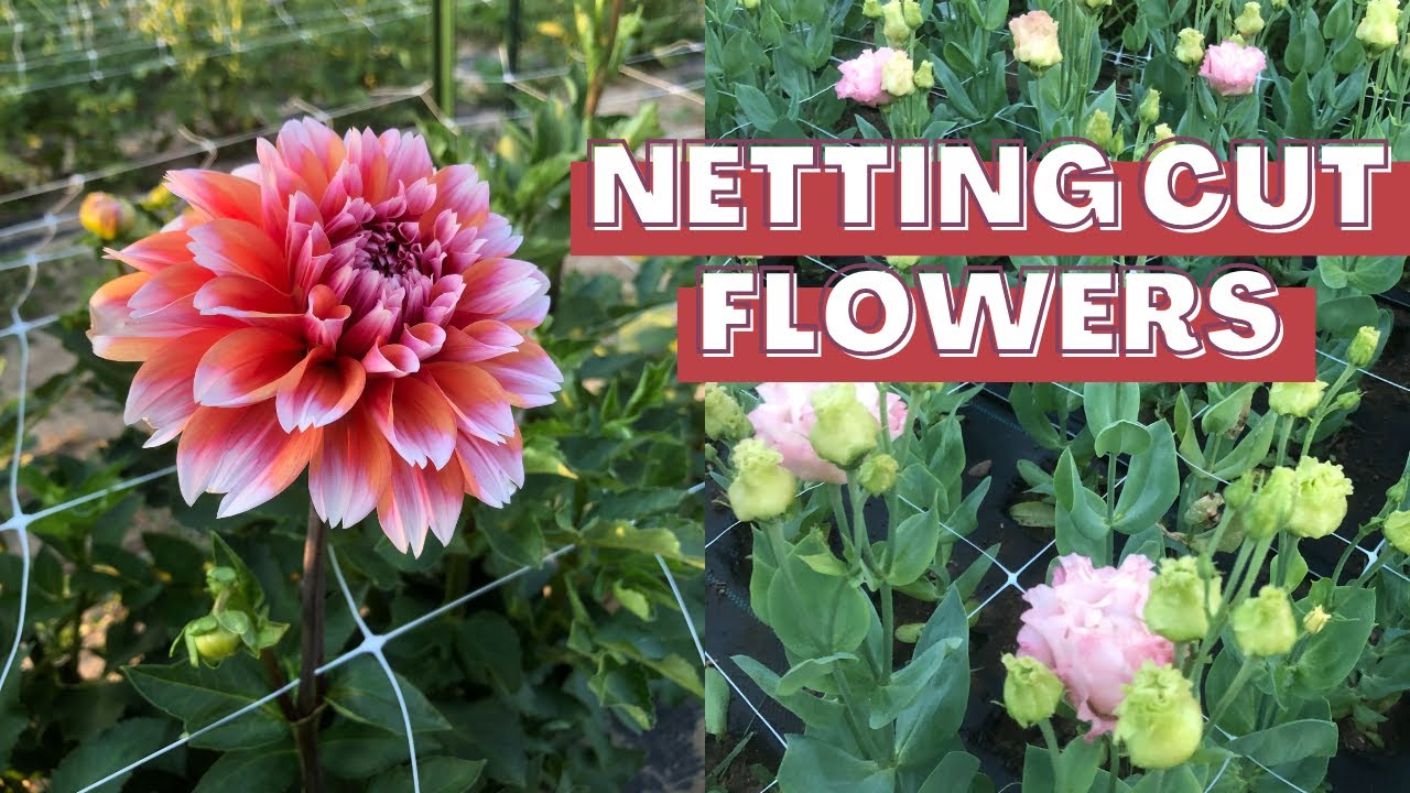Supporting Cut Flowers for Straighter Stems (How-To Stake, Net and Corral your Flowers!)