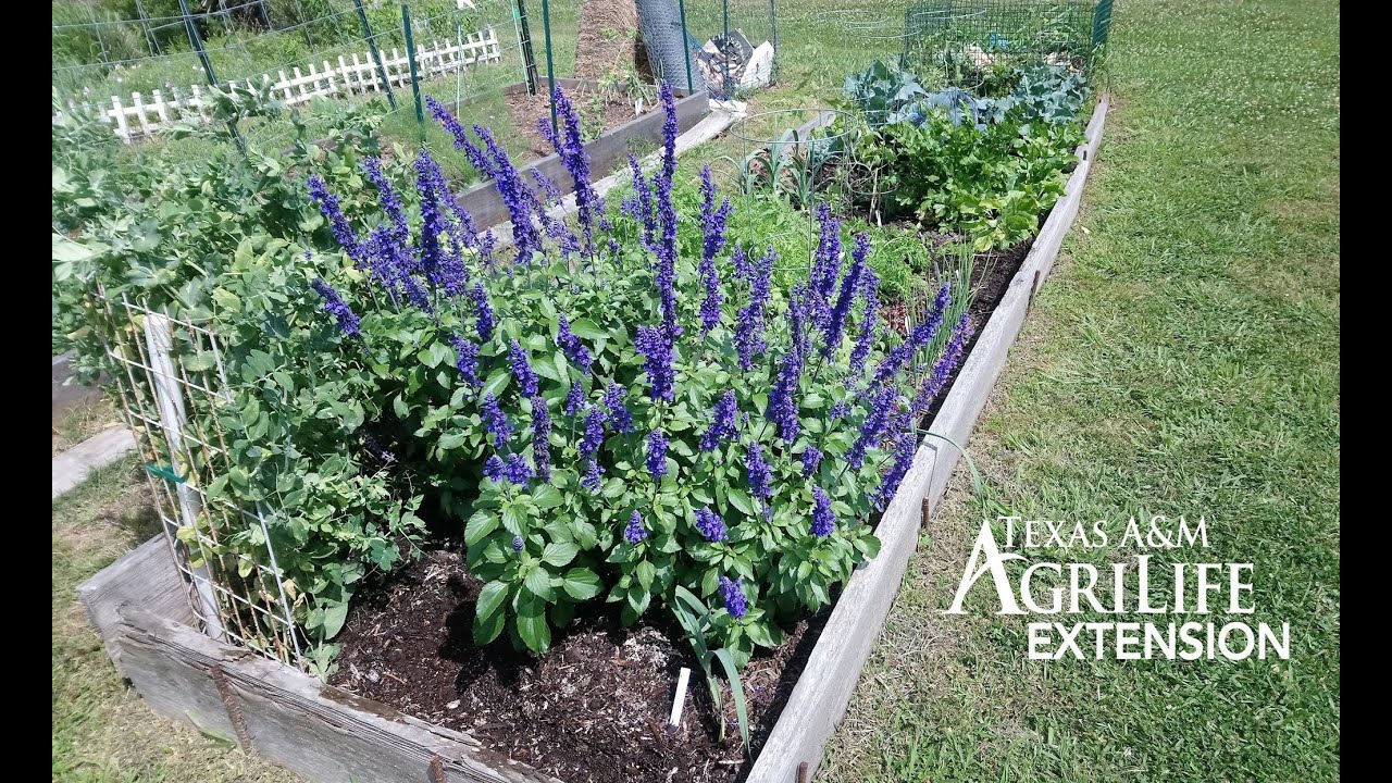 Texas Native Plants for Home and Gardens