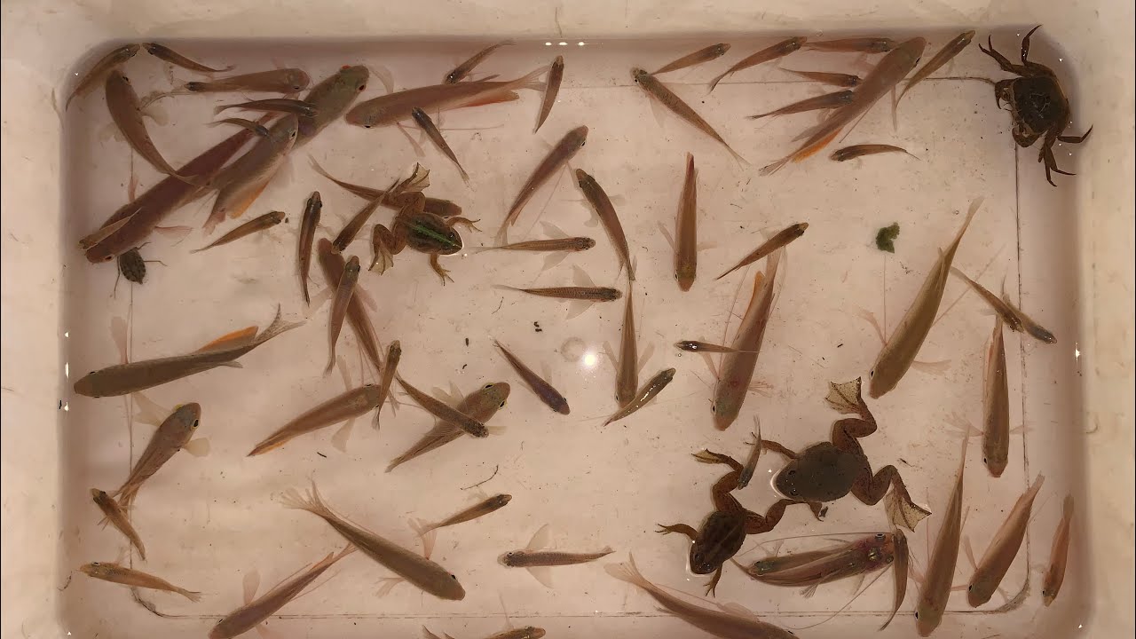 Hunting Small Fish & Frogs in a Dry Rice Field!