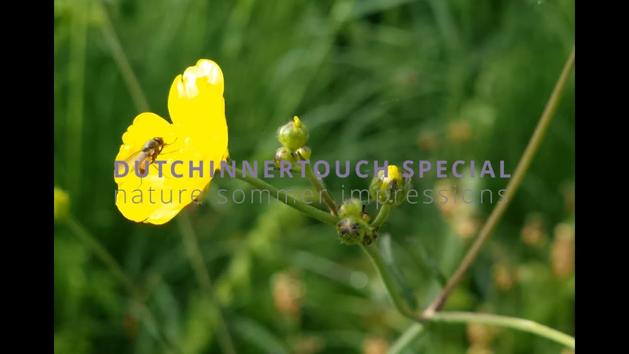 DUTCHINNERTOUCH SPECIAL Nature summer impression