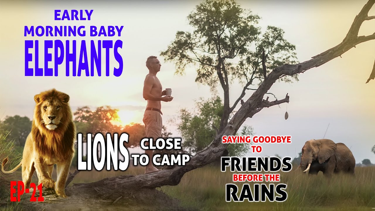 Early morning baby elephants. Lions close to camp. Saying goodbye to friends before the rains 21