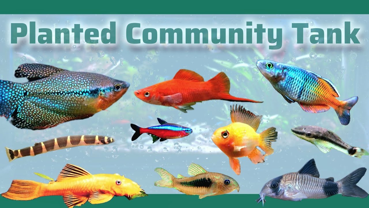 Types of Fish in the Planted Community Tank || Ka sangha khawi mek te (mawi ka ti ve em a tih ni)