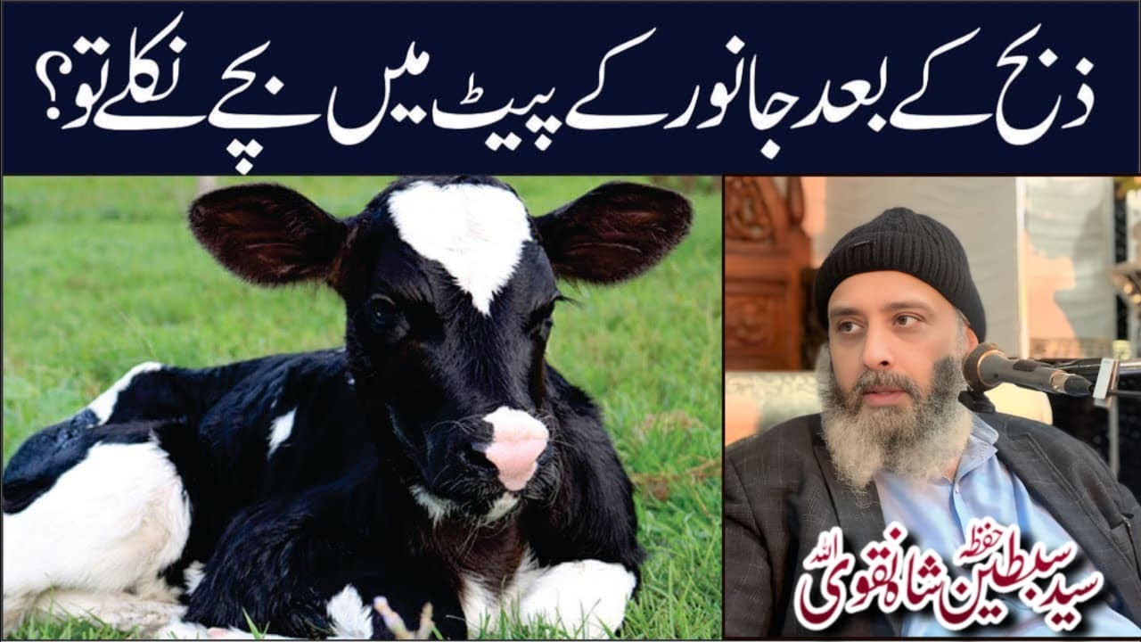 ذبح کے بعد جانور کے پیٹ میں بچہ نکلے تو | حلال ہے یا حرام | سید سبطین شاہ نقوی حفظہ اللہ