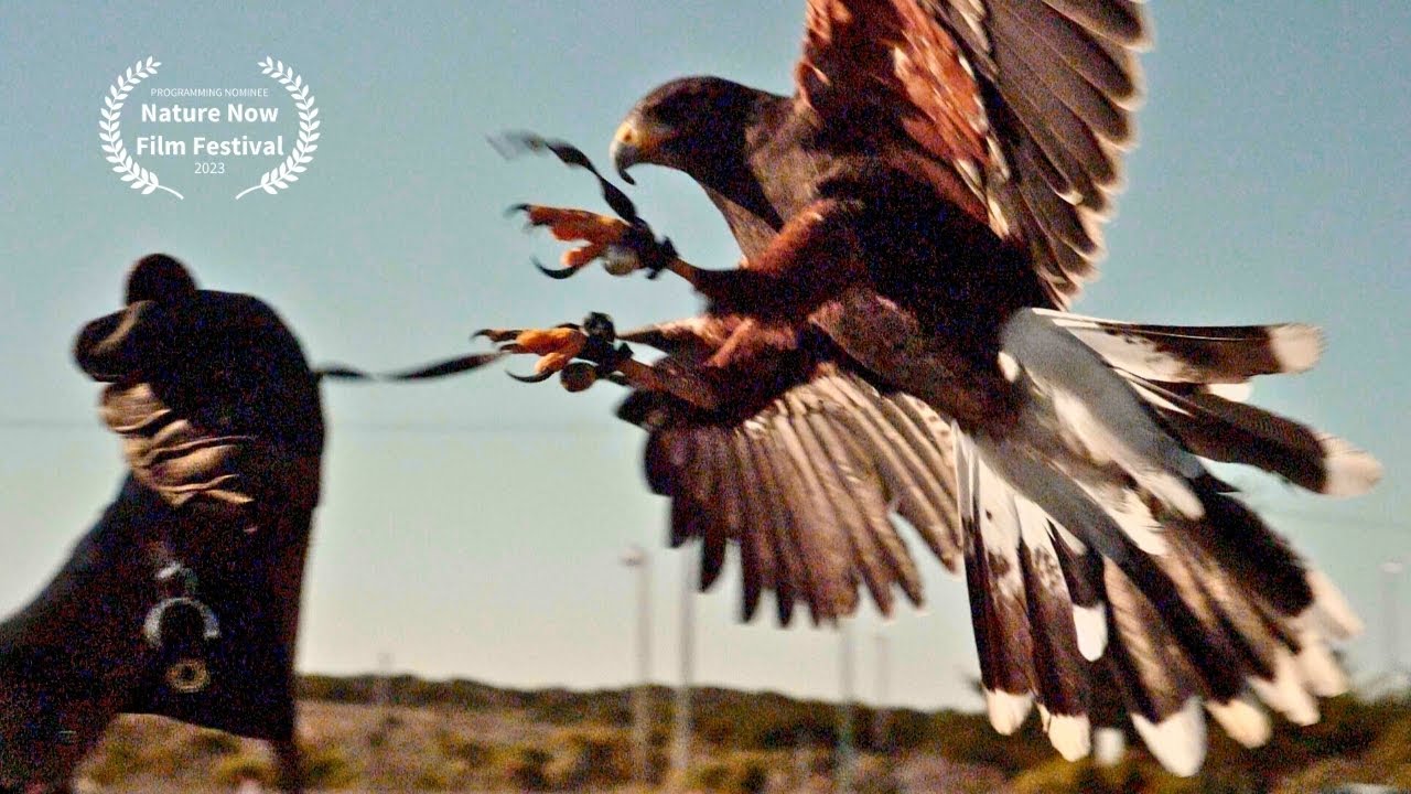 If It Flies | The Man Who Gave His Life to Hawks