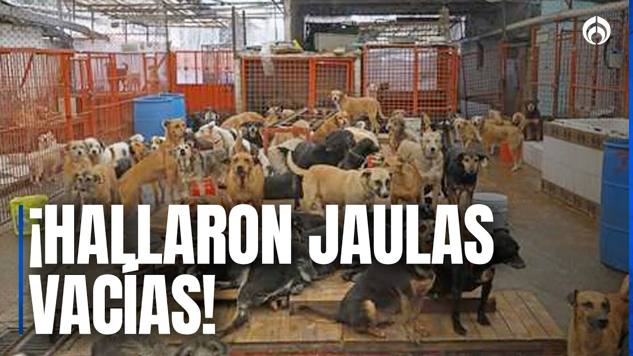 Refugio Franciscano retoma predio vacío… ¿dónde están los perritos?