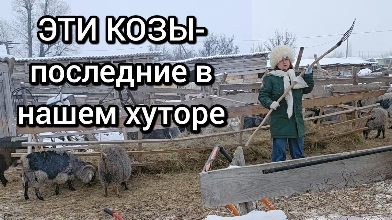 МЫ год копим ПЕНСИЮ, ЧТОБЫ КУПИТЬ СЕНО нашим КОЗАМ
