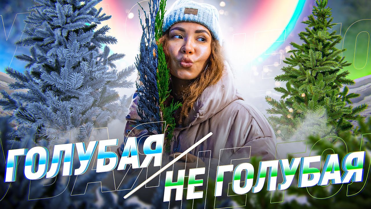 ГОЛУБАЯ ЕЛЬ станет ЗЕЛЕНОЙ🌲 если вы не знаете этого🤦&zwj;♀️