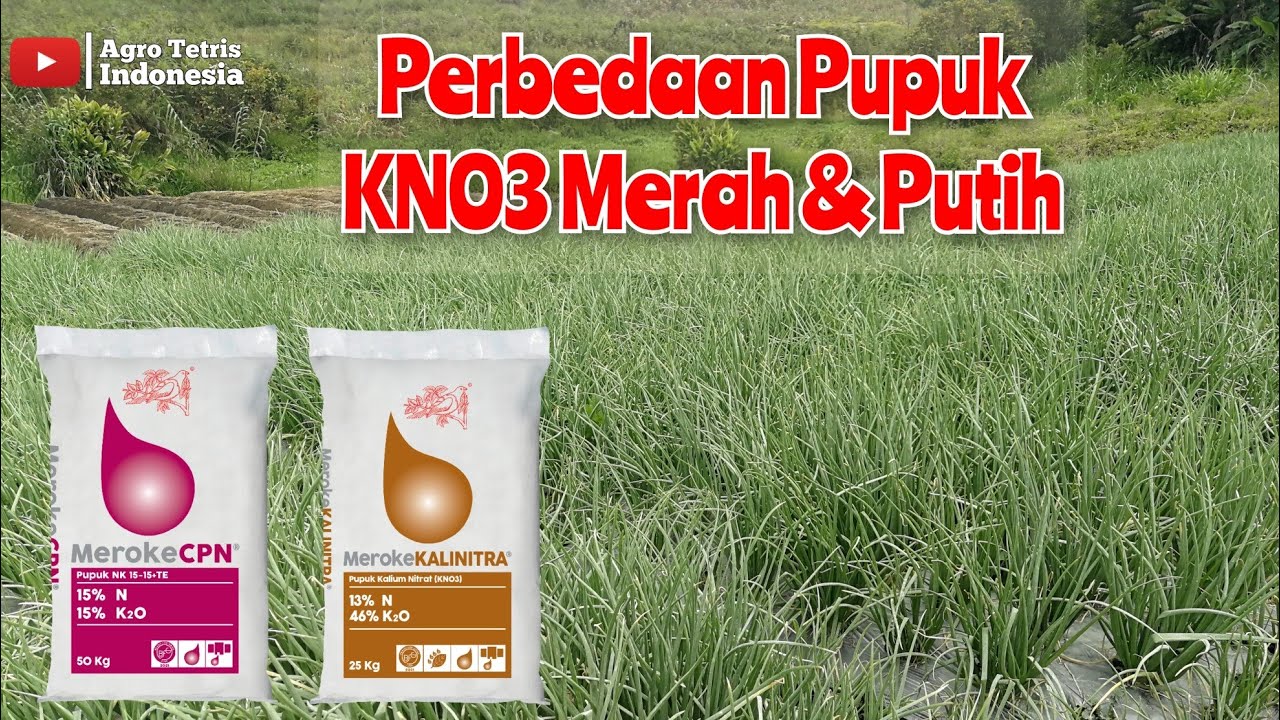 Jangan Salah❗❗❗ini Rekomendasi Pupuk KNO3 Merah Dan KNO3 Putih