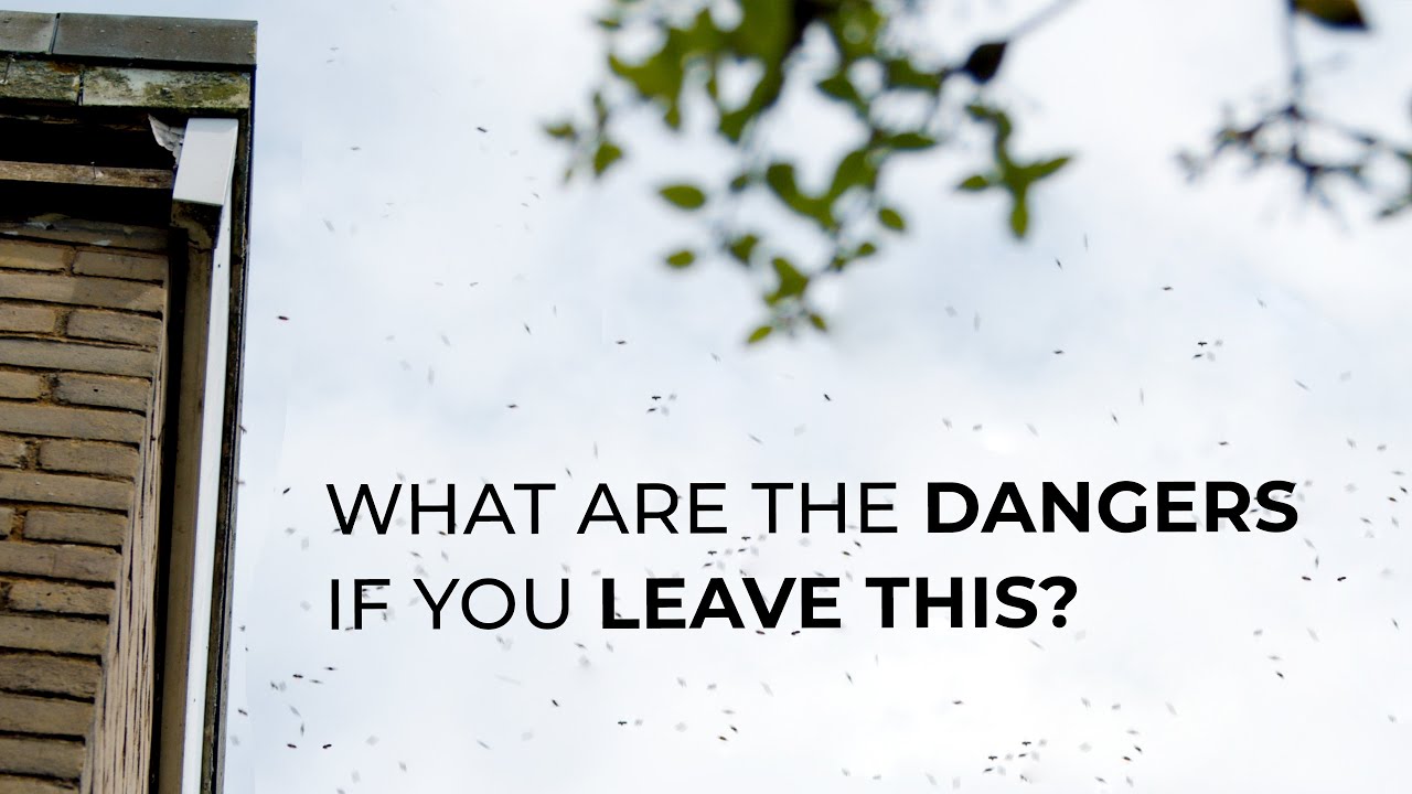 The Unforeseen Dangers Of Leaving Honeybees In Your Property