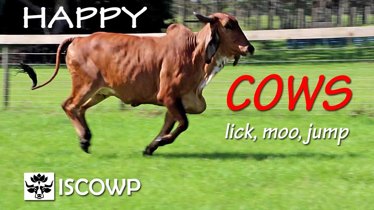 Happy Cows Moo, Lick, Jump, and Run