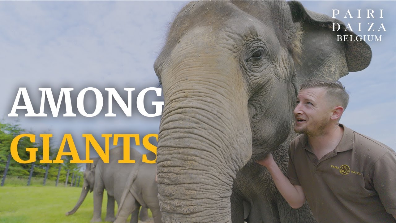 🐘 Dans la peau d’un soigneur : une routine hors normes chez les éléphants!