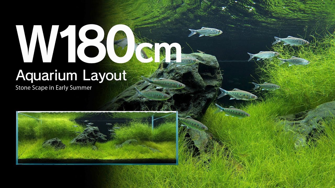 [ADAview] Stone Scape in Early Summer 初夏の石景 -W180cm Aquarium Layout-【EN/JP Sub.】///CREATORS TALK
