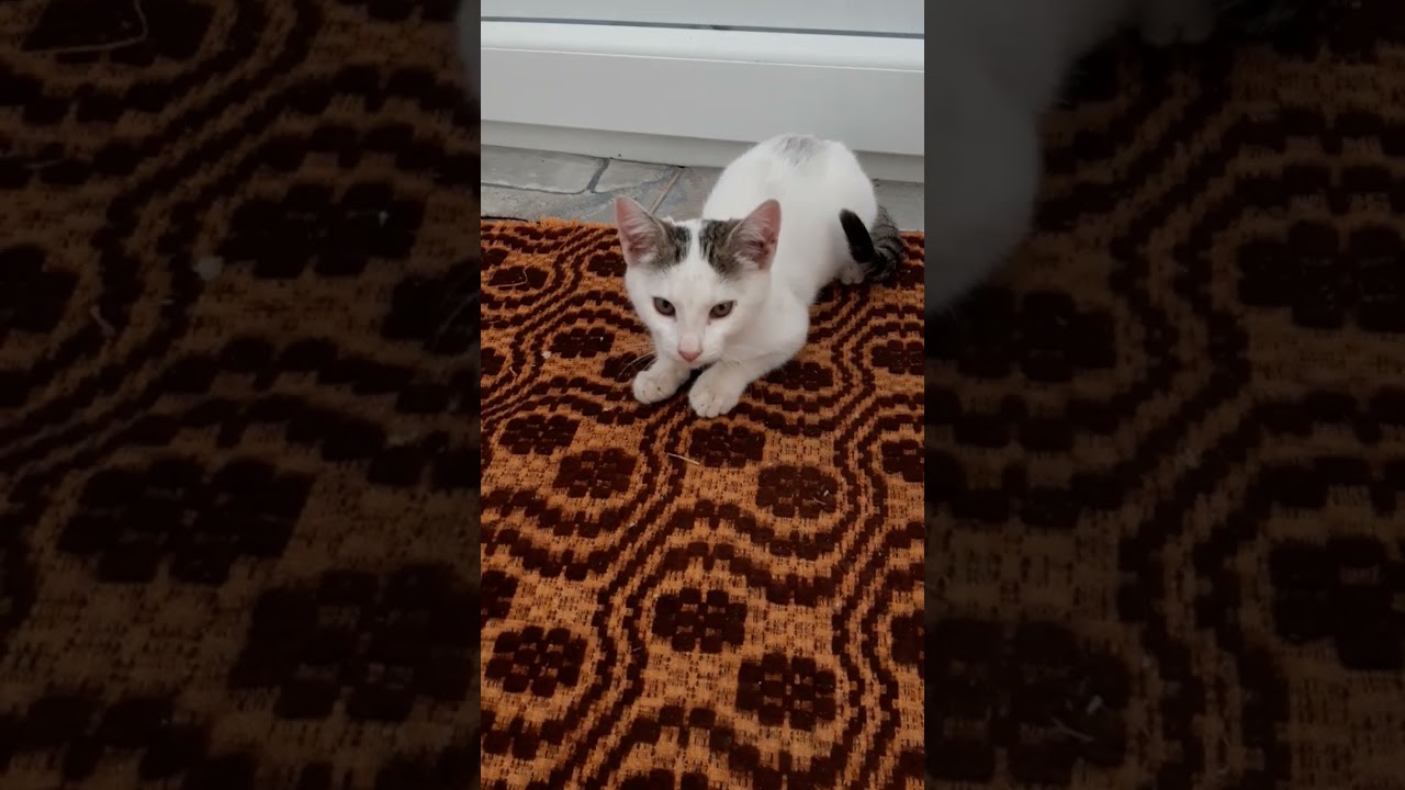 daţi like și scrieți în comentari dacă va place pisicile sau bani