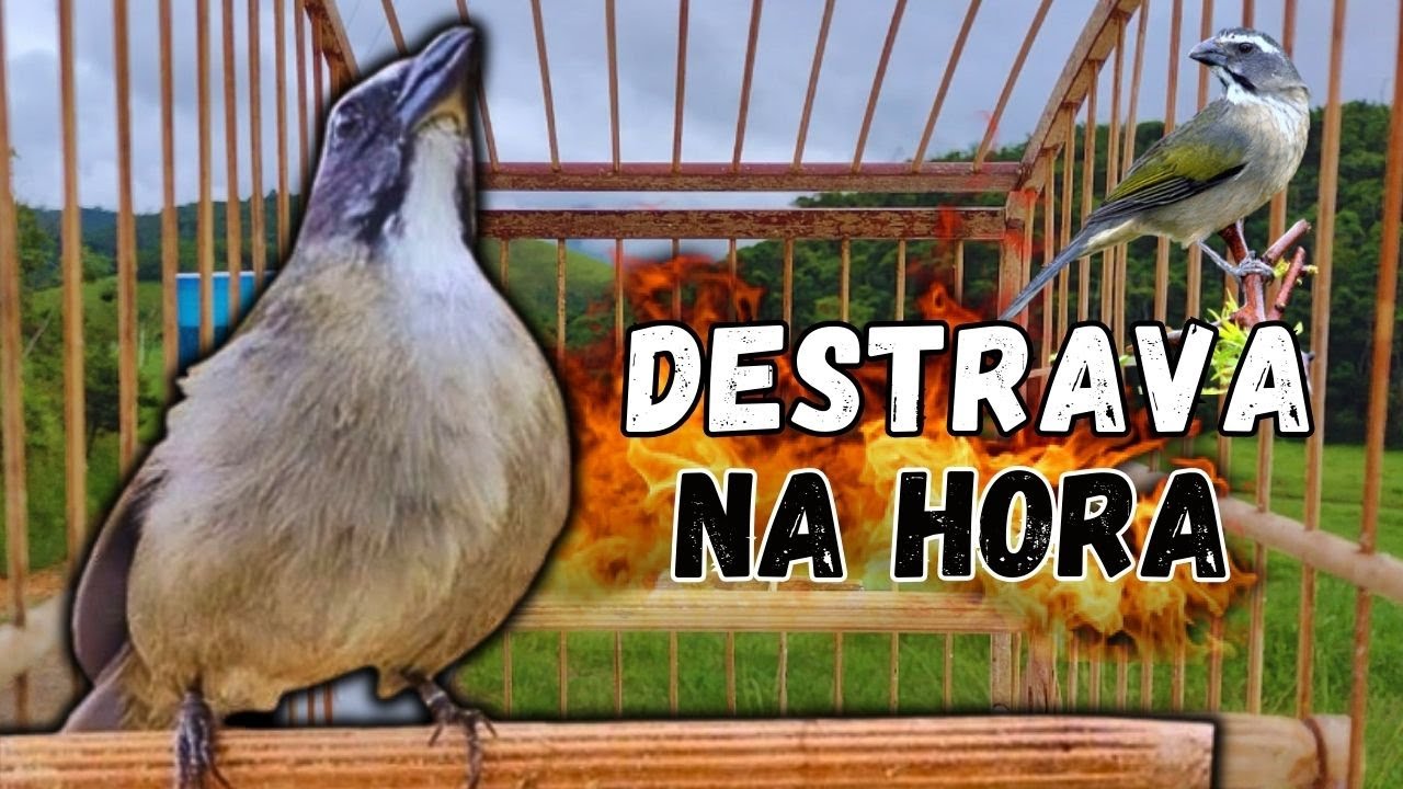 ESQUENTAR TRINCA FERRO FRIO FAZ CANTAR SEU TRINCA FERRO TRINCA FERRO NO MATO MELHOR ESQUENTAR TRINCA