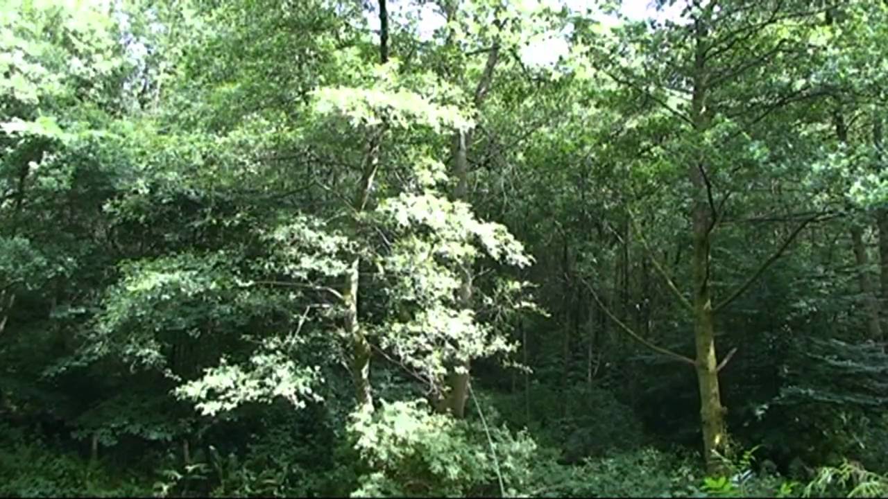 Kirktonhall Glen - West Kilbride
