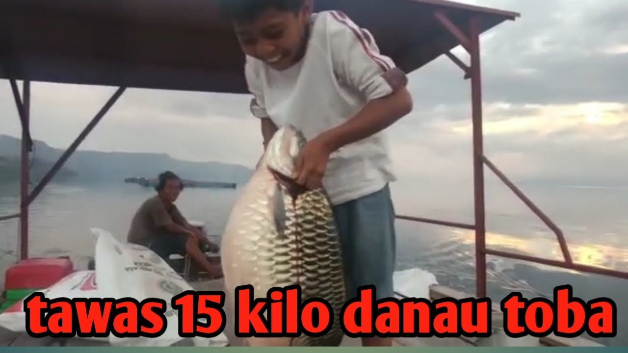 3# Tawas Babon danau toba15 kilo buat jebol tanggok#pemancingdanautoba#mancingnusantara