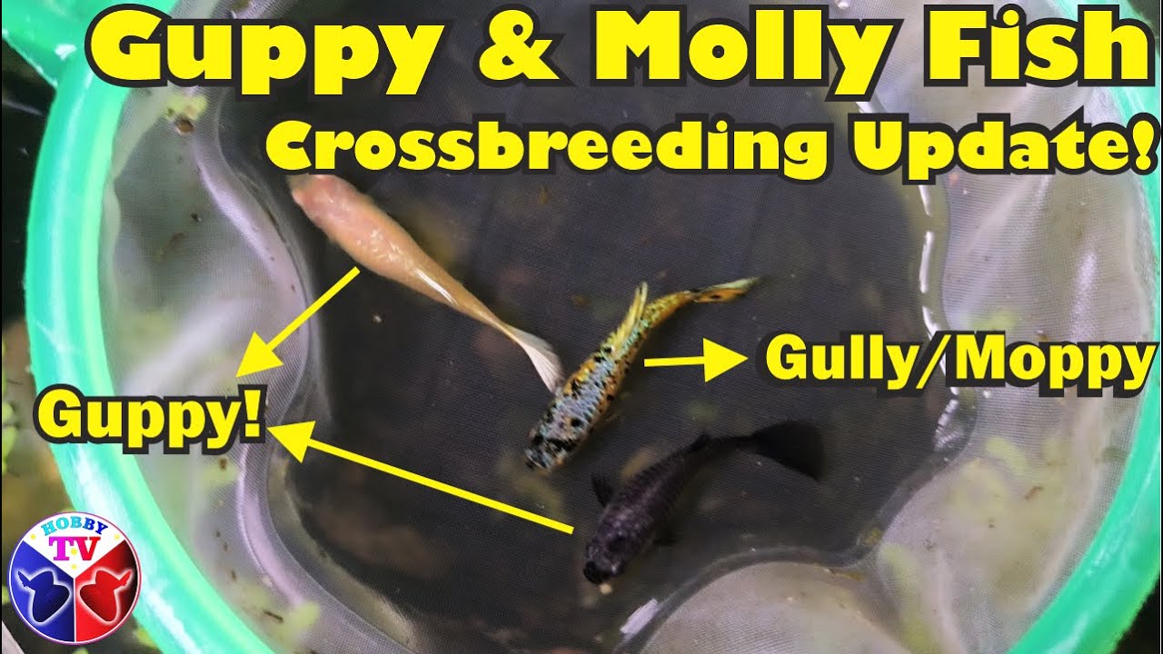 Guppy Fish and Molly Fish Crossbreeding Update!