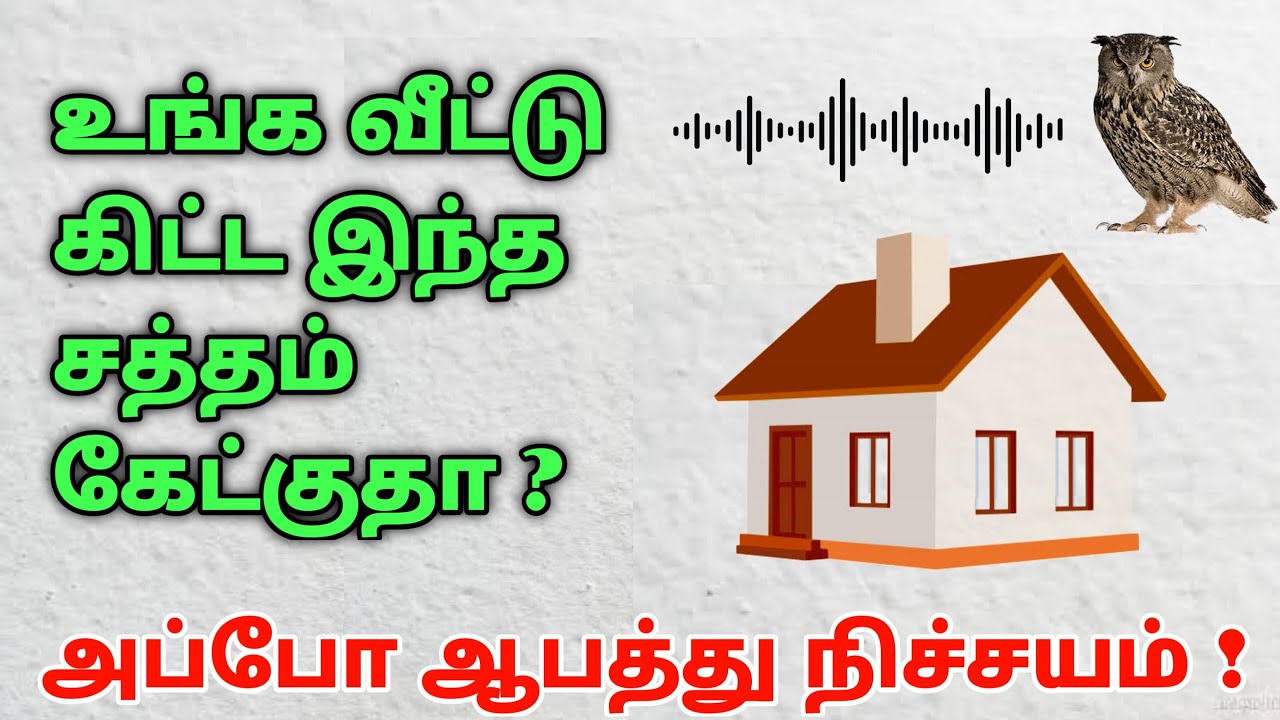 ஆந்தையின் அலறல் சத்தம் கேட்டால் ஆபத்து நிச்சயம்  ! ஆந்தை சகுனம் சொல்லும் எச்சரிக்கை !