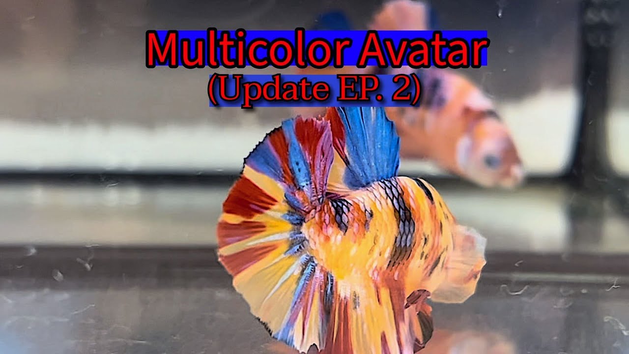 อัปเดท ปลากัดกาแลคซี่ มัลติคัลเลอร์ อวตาร ตอนที่ 2 │ Galaxy Multi-Color Avatar Bloodline Update EP.2