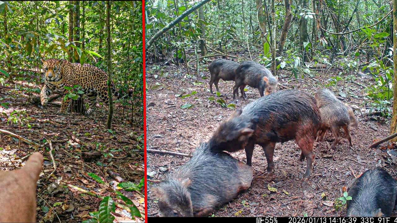SAÍMOS DA MATA POR CAUSA DA ONÇA… DEPOIS VIMOS O QUE A CÂMERA FLAGROU
