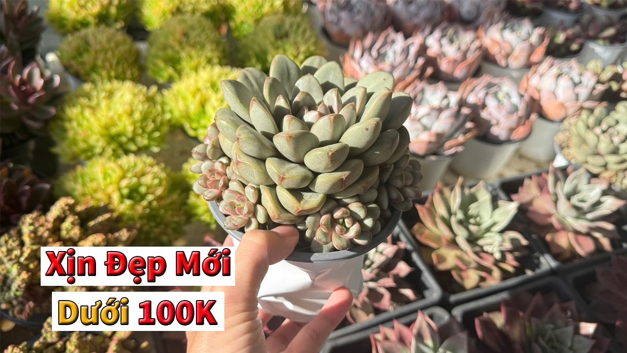 Đủ loại sen xịn mới chỉ dưới 100k | succulent Gia Nghia