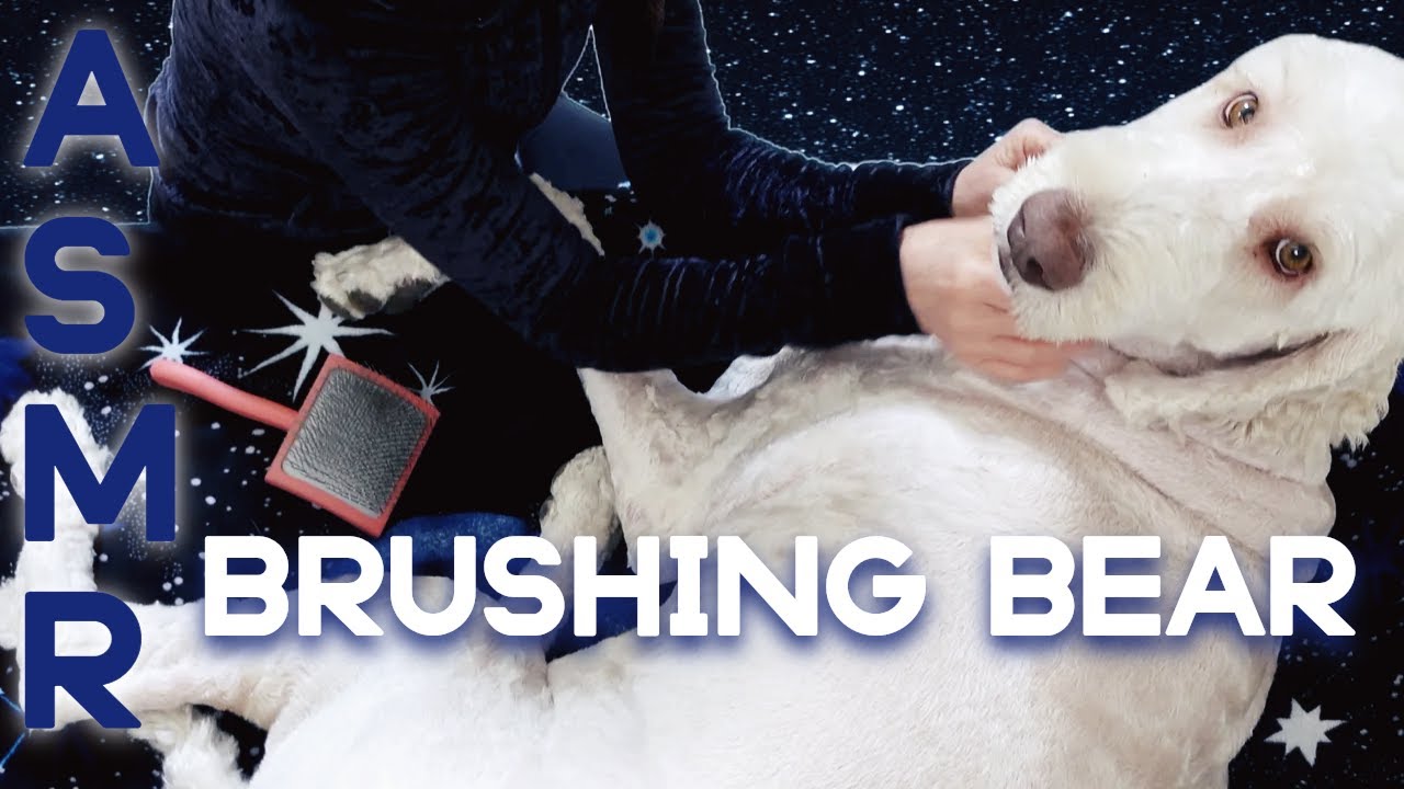 🐾 Brushing and Petting My Dog ASMR 💕  Watch Bear Relax and Fall Asleep as I Give Him Puppy Attention