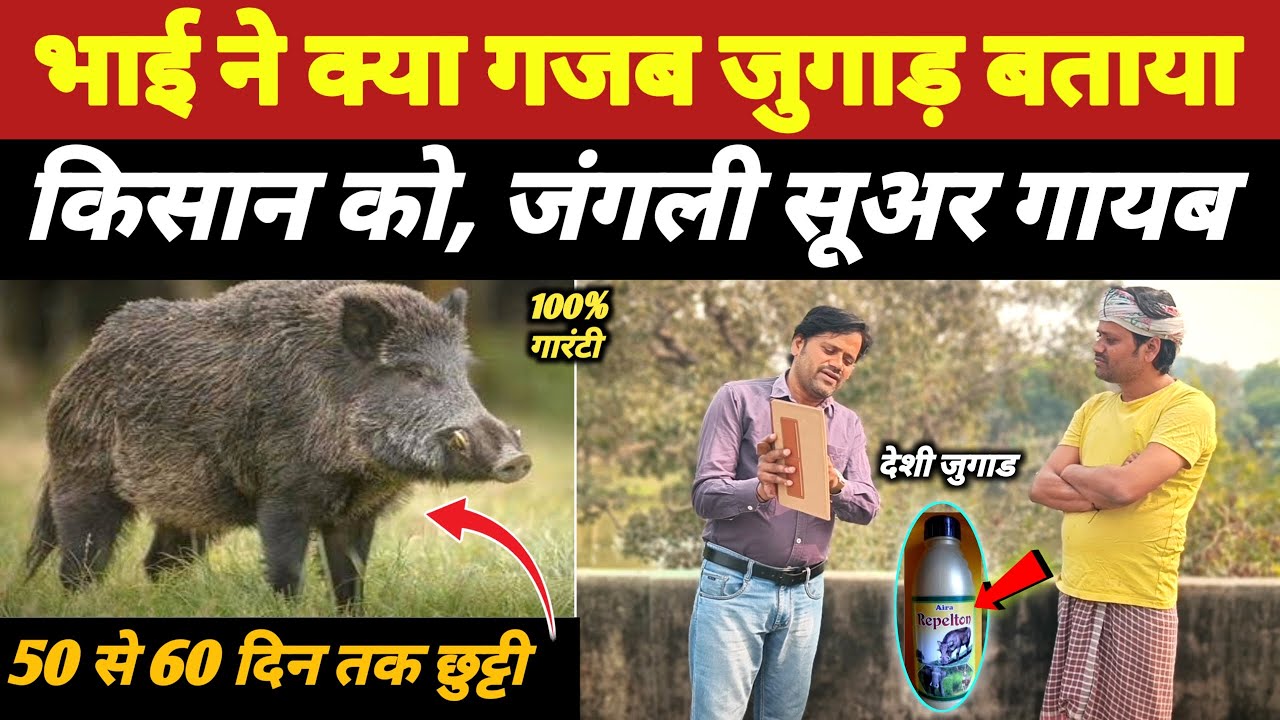 फ्री में 60 दिन के लिये जंगली सूअर से छुटकारा🫡 jangli suar bhagane ka tarika |desi agriculture tools