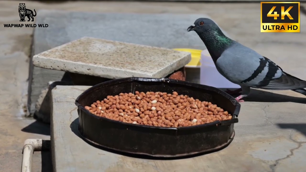“🕊️ Pigeons Like You’ve Never Seen! Beauty & Flight Revealed ✨”