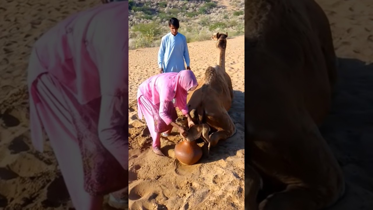 The tiny camel is terribly stuck in a clay pot and is trying to get out.camel by thar