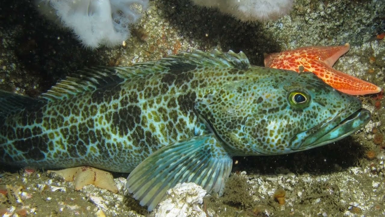 Facts: The Lingcod