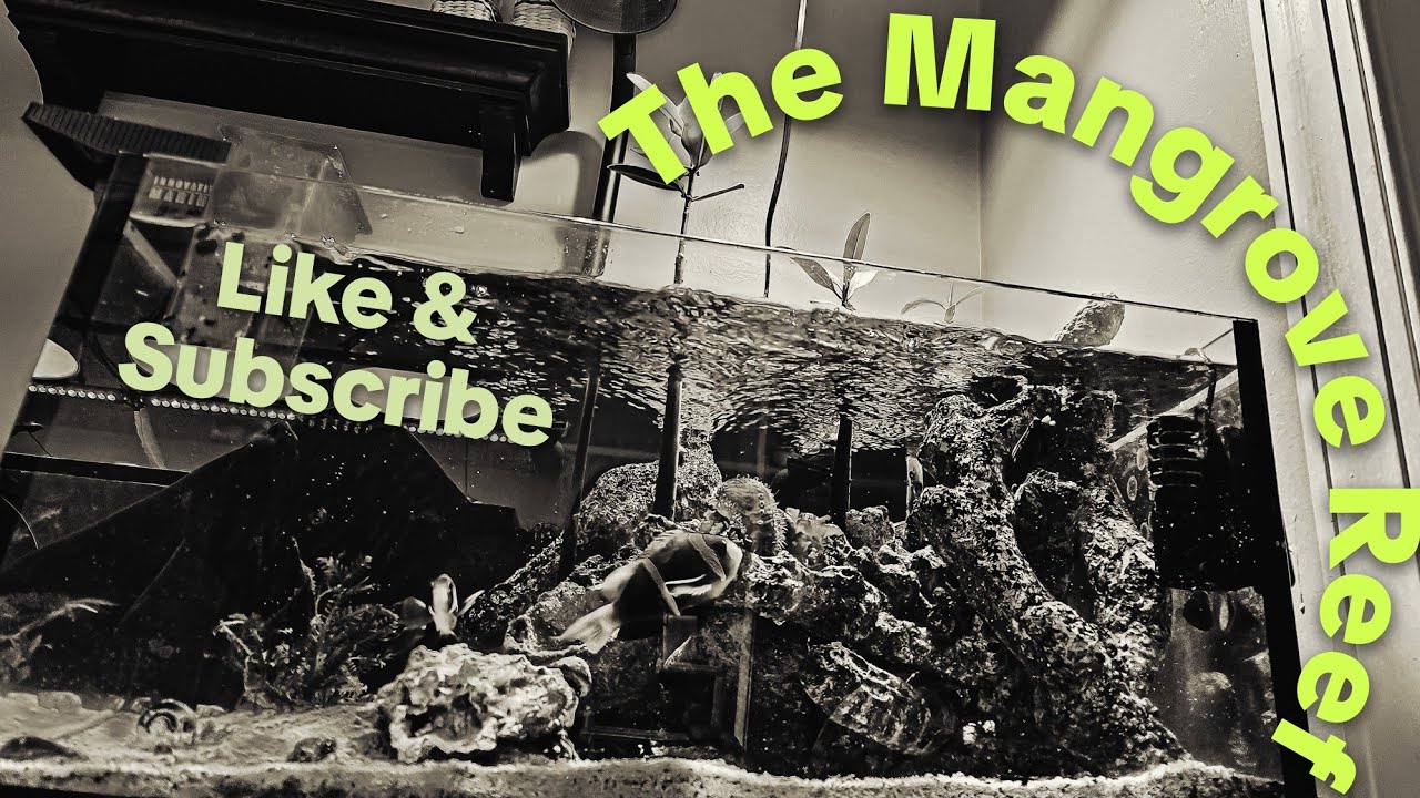 Update on the Innovative Marine 20 Gallon Shallow Reef! Finally!!