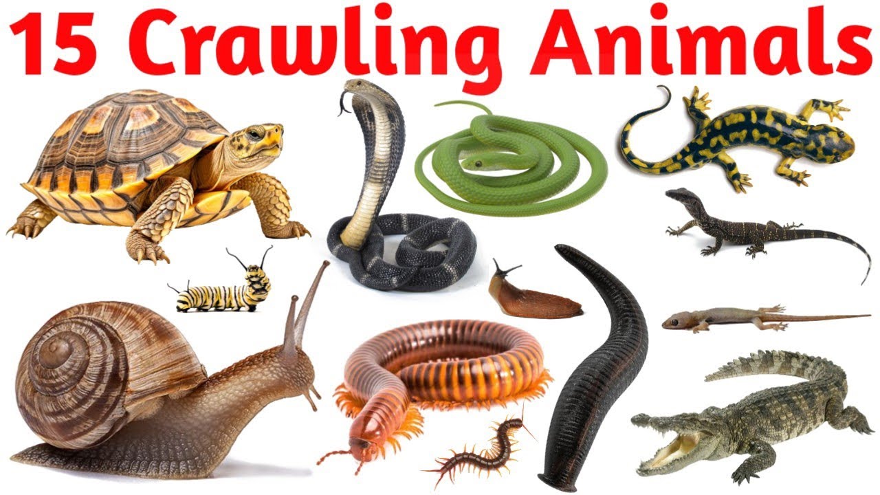 Centipede to Crocodile | Crawling Animals Names for Kids | Learn Animals in English & Hindi