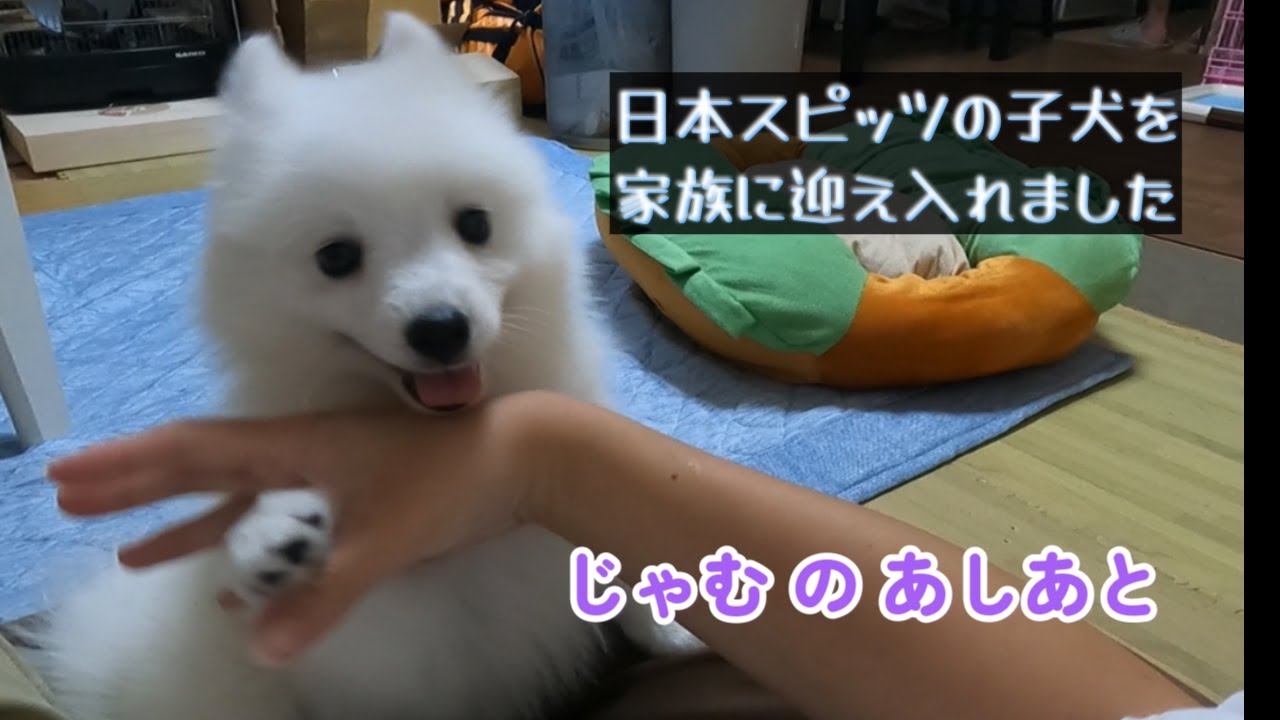 じゃむが我が家にやってきた！！