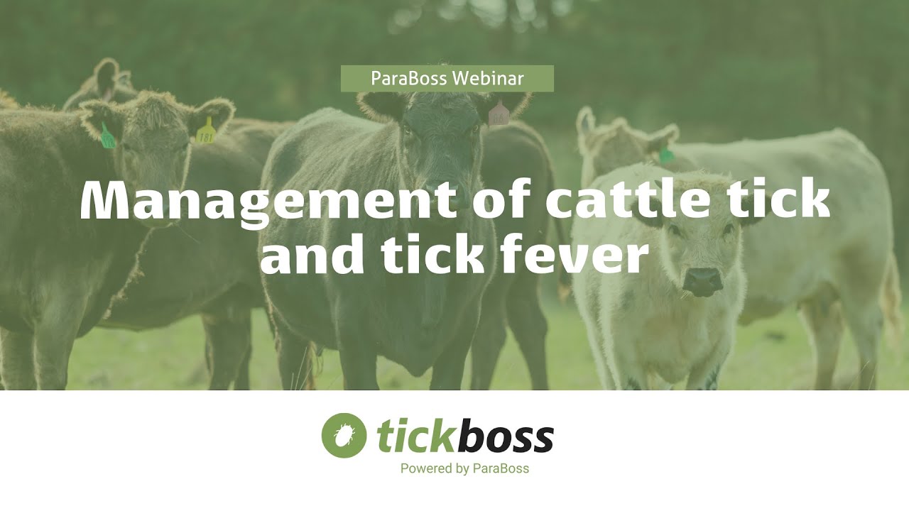 Management of cattle tick and tick fever