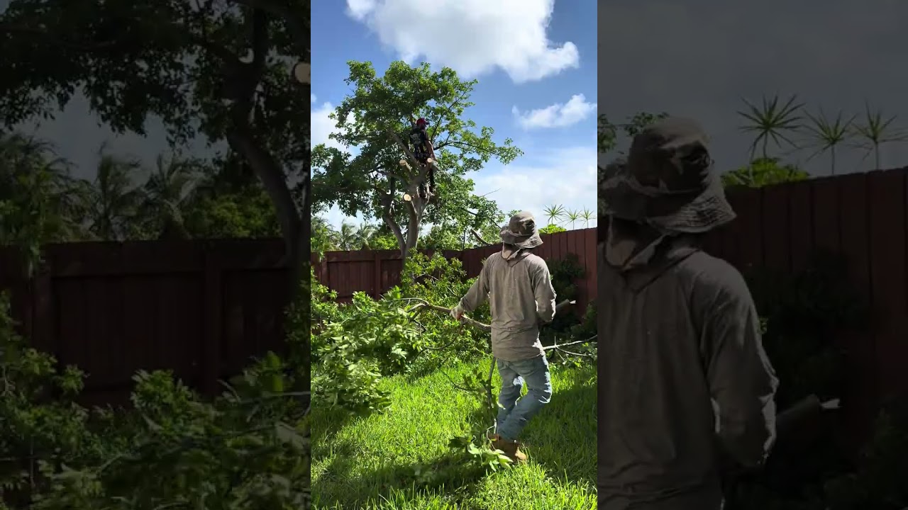 Cutting down a Gombolimbo tree for a client . 