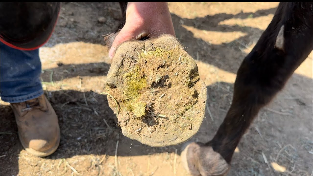 Balancing a high heeled horse