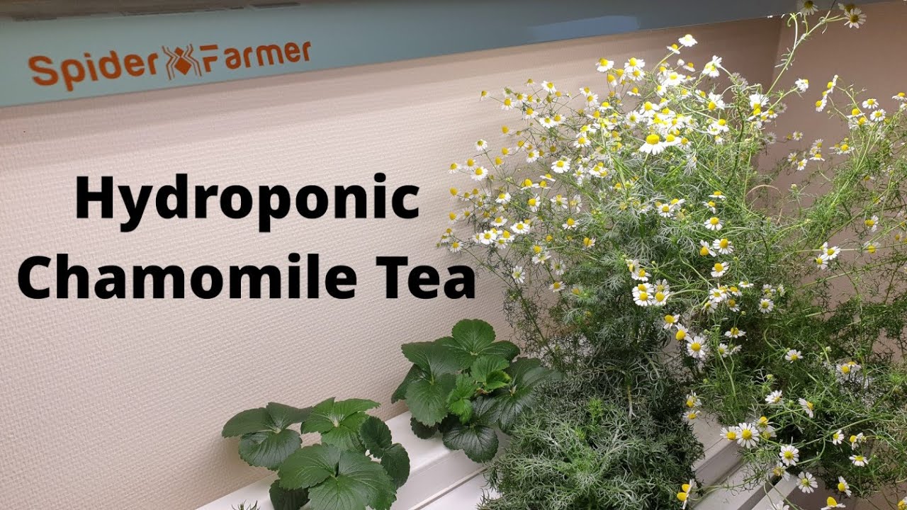 Harvesting Flowers, Strawberries & Greens - Making Fresh Chamomile Tea! (Part 3: Final Results)