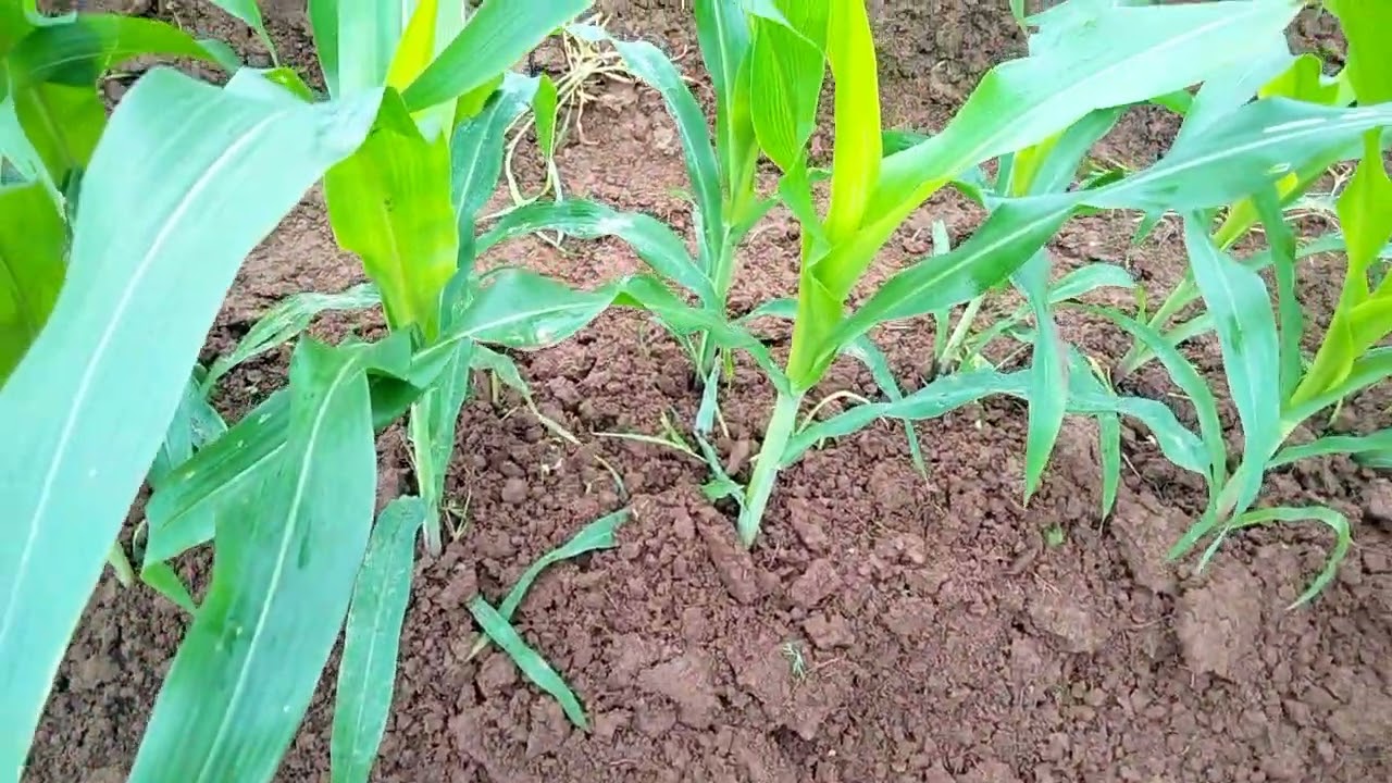 Jagung hibrida umur 30 hst