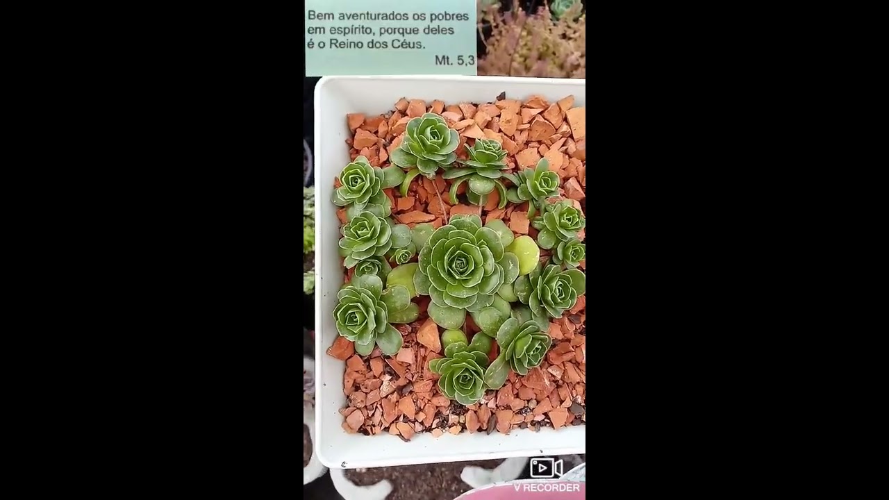 Orostachys malacophylla dicas de cultivo
