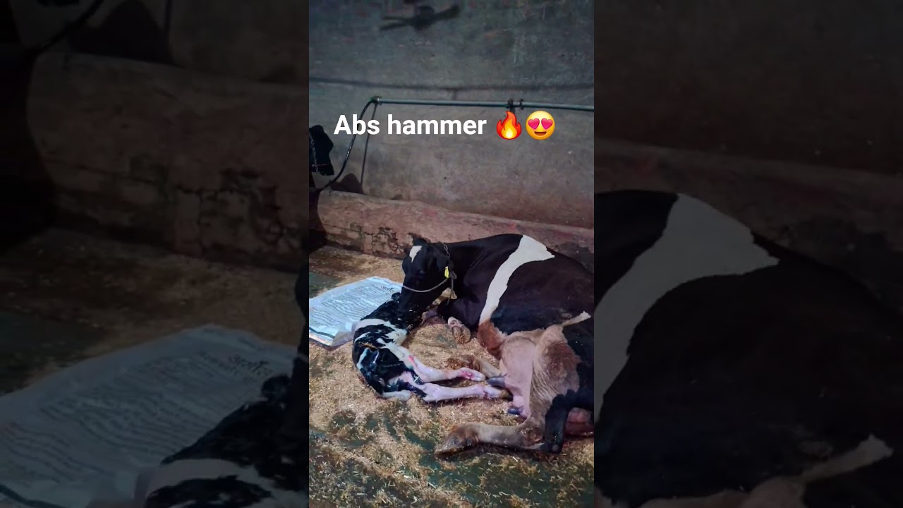 abs hammer calf 🔥😍
