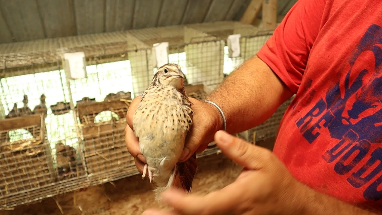 Beginners Guide to Raising Happy Quail!