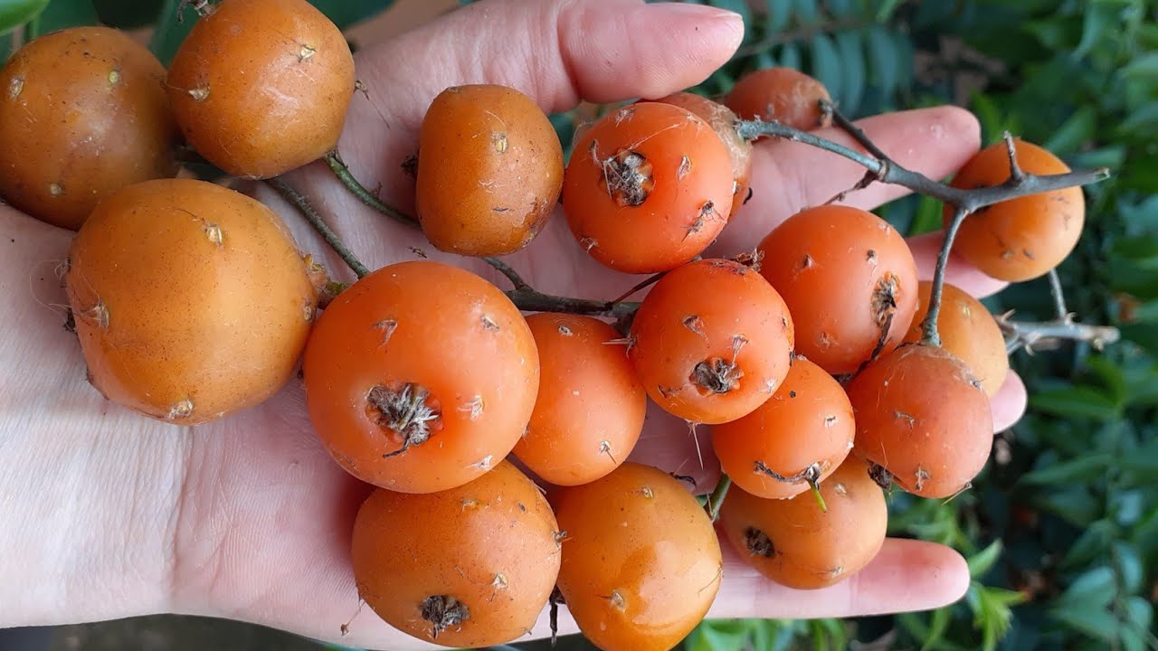 FRUTOS do Ora Pro Nobis suas FLORES e frutos são Comestíveis??? PANC