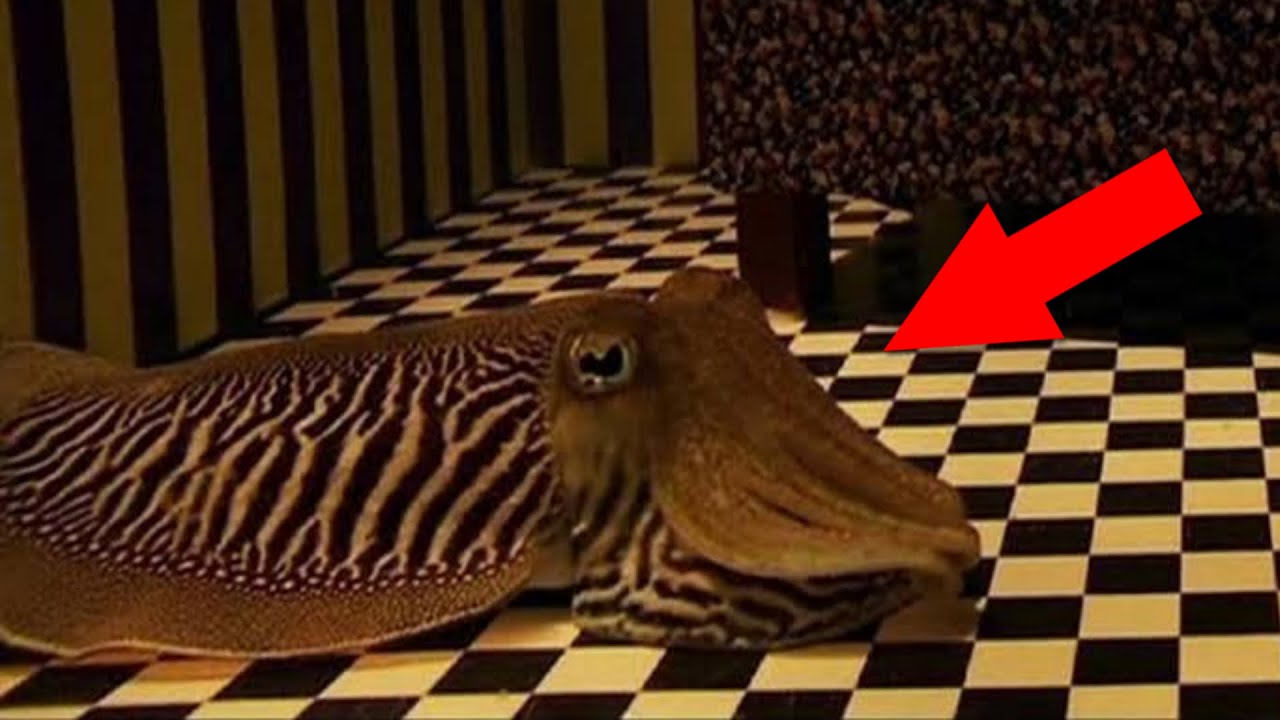 Can Cuttlefish Camouflage in a Living Room