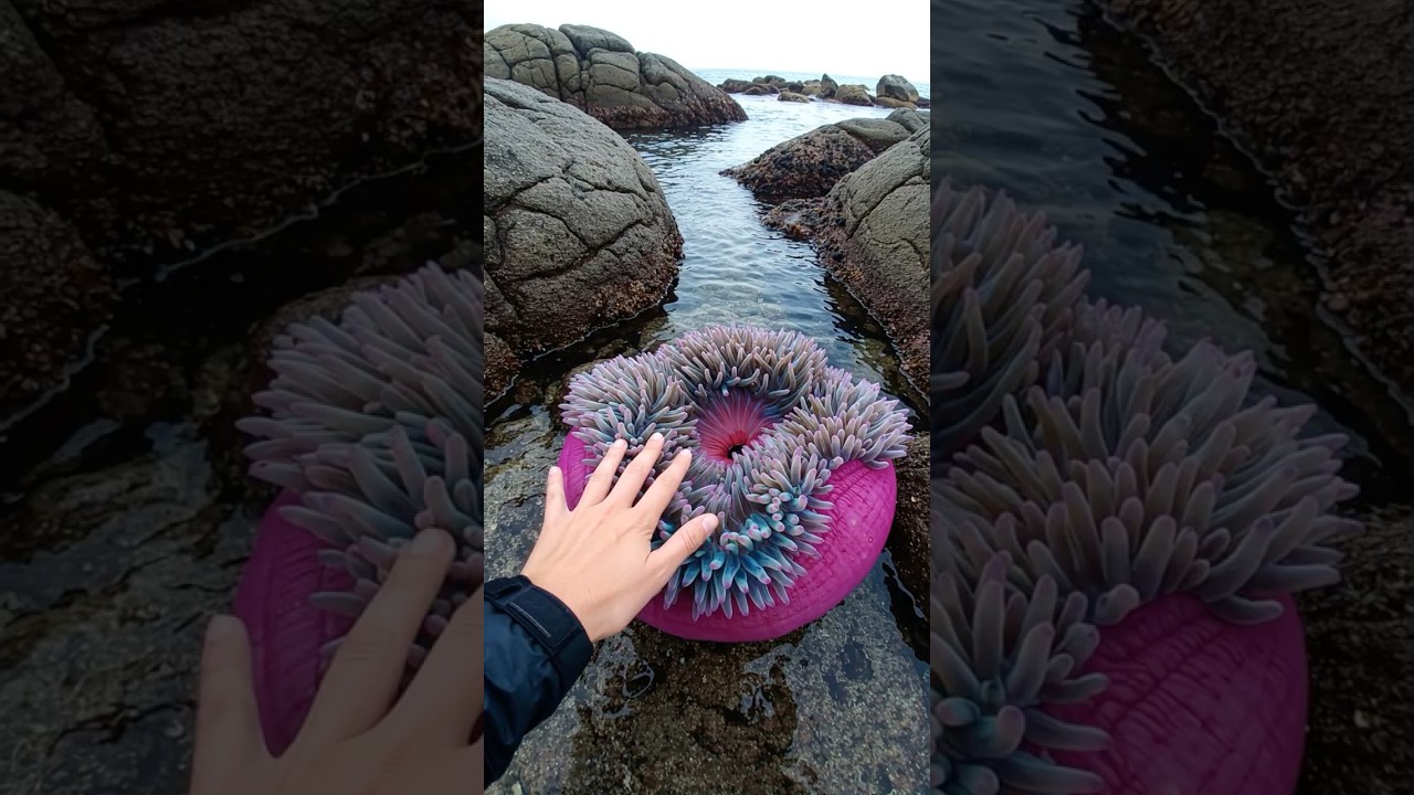 Colorful Sea Anemone Looks Like a Fantasy Creature 🌊✨ #ReefMagic #OceanDreams