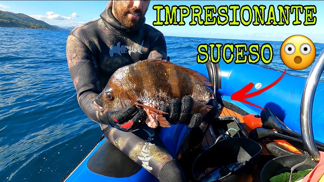 ATAQUE DE CONGRIO A SARGO REAL Pesca submarina 2021 - DIEGO SANCHEZ